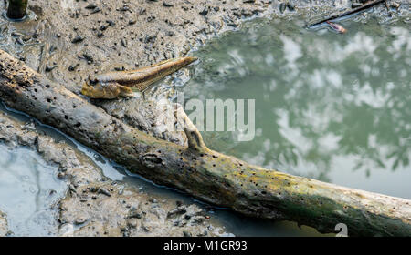 Blue spotted mudskipper (Boleophthalmus boddarti) at mudflats near old dead wood Stock Photo