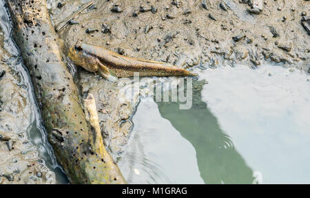 Blue spotted mudskipper (Boleophthalmus boddarti) at mudflats near old dead wood Stock Photo