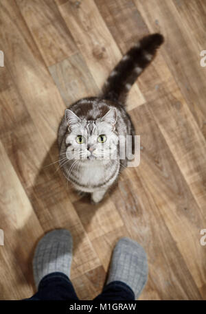 British Shorthair. Gray tabby adult sitting in front of person, seen from above. Germany Stock Photo