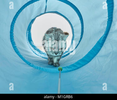 British Shorthair. Gray tabby adult waling through a blue toy tunnel. Germany Stock Photo