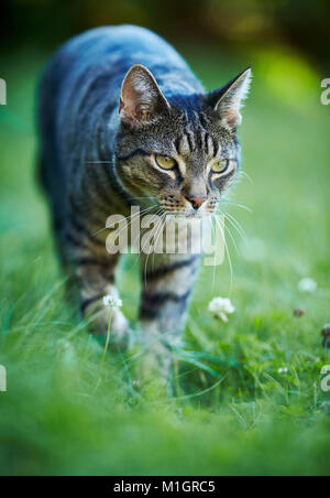 Domestic cat. Gray tabby adult walking in grass. Germany. Stock Photo