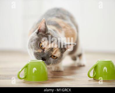 British Shorthair cat. Tricolored adult playing a shell game. Germany Stock Photo