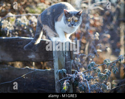British Shorthair. Adult cat on a frosty morning in a garden, standing on a wooden fence. Germany Stock Photo