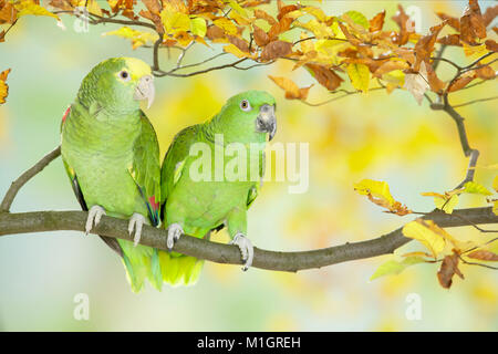 Yellow-headed Parrot (Amazona ochrocephala tresmariae) and Yellow-naped Amazon (Amazona ochrocephala auropalliata) on twig with autumn leaves Stock Photo