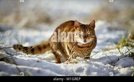 Bengal cat. Adult lurking on a snowy meadow. Germany . Stock Photo