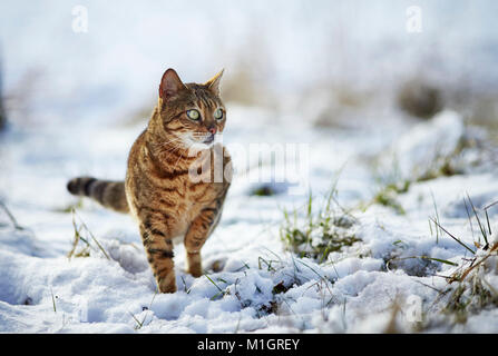 Bengal cat. Adult standing on snow. Germany Stock Photo