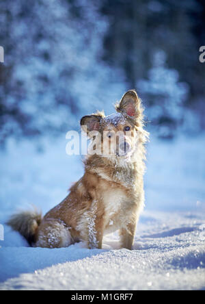 Mixed-breed dog. Adult sitting in snow. Germany... Stock Photo