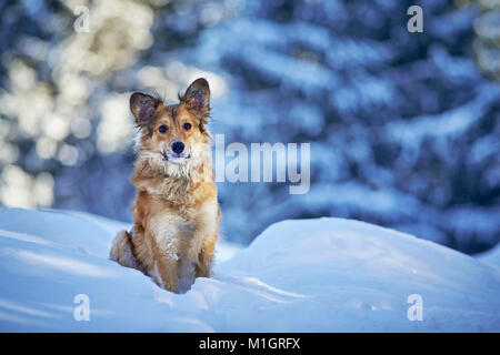 Mixed-breed dog. Adult sitting in snow. Germany.. Stock Photo