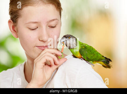 Senegal parrot (Poicephalus senegalus). Adult perched on the shoulder of a girl, playing with a toy. Germany Stock Photo