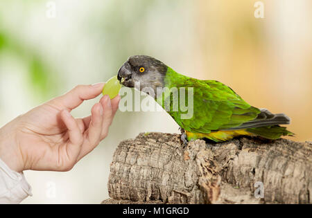 Senegal parrot (Poicephalus senegalus). Adult on hand, eating a grape. Germany Stock Photo