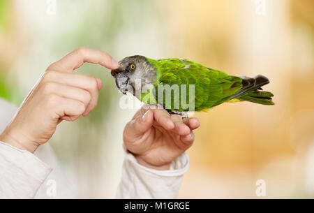 Senegal parrot (Poicephalus senegalus). Adult on hand, being tickled. Germany Stock Photo