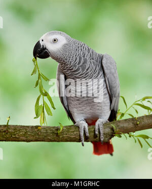 African Gray Parrot  (Psittacus erithacus). Adult perched on branch, nibbling on twig. Germany Stock Photo