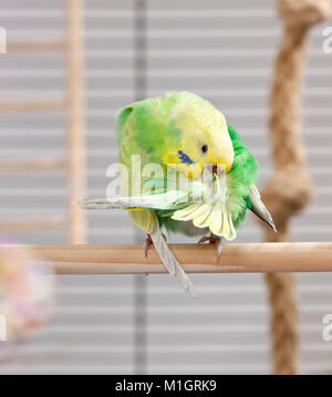 Budgerigar, Budgie (Melopsittacus undulatus). green juvenile preening in a cage. Germany Stock Photo