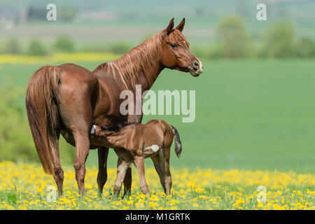 Purebred Arabian Horse. Chestnut mare suchling bay foal standing on a flowering pasture. Germany Stock Photo