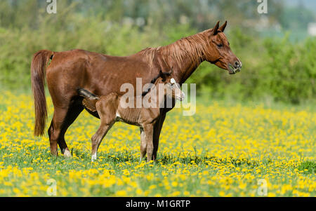 Purebred Arabian Horse. Chestnut mare with bay foal standing on a flowering pasture. Germany Stock Photo