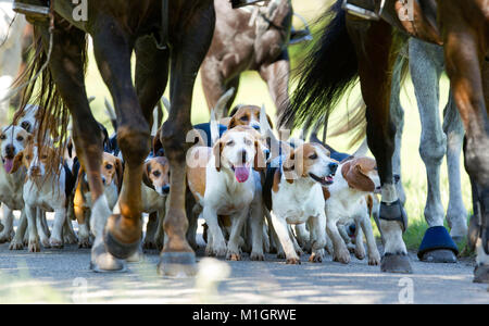 Beagle pack with riders. Germany.. Stock Photo