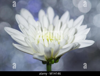 A macro shot of a white chrysanthemum bloom. Stock Photo