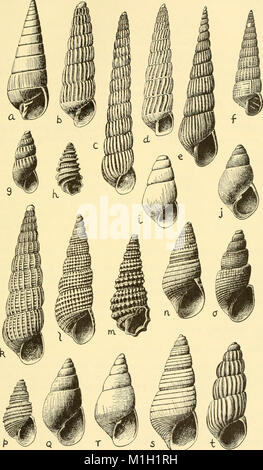 American Seashells, published in 1954, is a comprehensive guide to the various species of seashells found along the coastlines of the United States. It provides detailed descriptions, classifications, and illustrations of shells, focusing on their identification, habitat, and distribution across different regions. Stock Photo