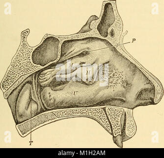 A text-book on diseases of the ear, nose and throat (1901) (14593117379) Stock Photo