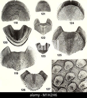 The American Malacological Bulletin (1988) is a scientific journal ...