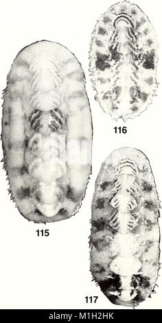 The American Malacological Bulletin (1988) focuses on the study of ...