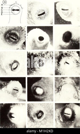 The 1988 'American Malacological Bulletin' is a scientific journal ...