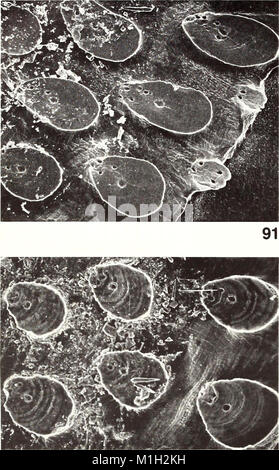The American Malacological Bulletin (1988) focuses on the study of ...