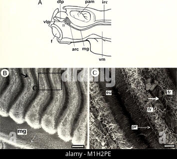 The American Malacological Bulletin (2001) provides updates on ...