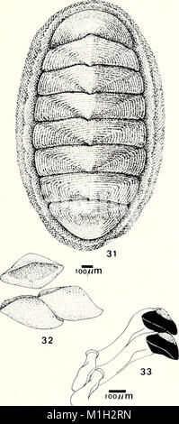 The American Malacological Bulletin from 1988 provides updates and ...