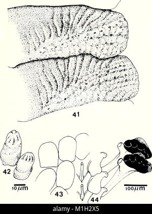 The 1988 American Malacological Bulletin publishes research on ...
