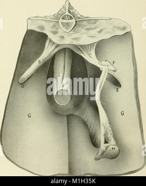 This 1914 guide on animal castration provides practical knowledge for ...