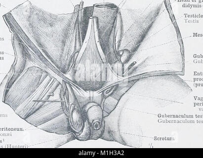 An atlas of human anatomy for students and physicians (1903) (14760481826) Stock Photo