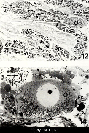 The 1993 edition of the American Malacological Bulletin focuses on the ...