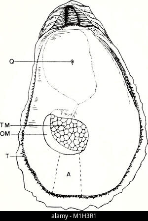 The American Malacological Bulletin (1993) focuses on research related ...