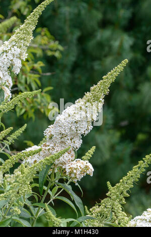 Buddleia Buddleja davidii (white bouquet), Sommerflieder (Buddleja davidii White Bouquet) Stock Photo