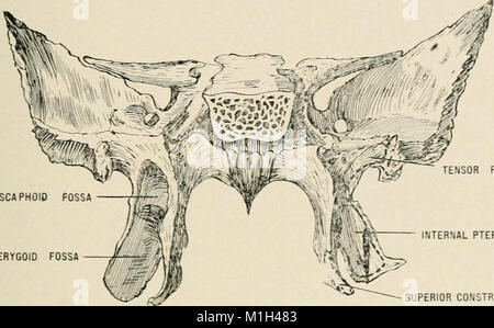 Anatomy in a nutshell - a treatise on human anatomy in its relation to osteopathy (1905) (17572187764) Stock Photo