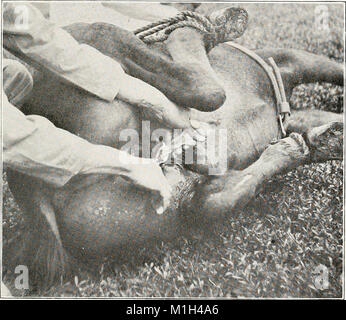 'Animal Castration' (1915) is a veterinary guide that explores the ...