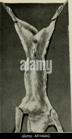 The 1920 book 'Animal Castration' provides a comprehensive guide for ...
