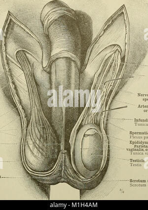 An atlas of human anatomy for students and physicians (1919) (20158633789) Stock Photo