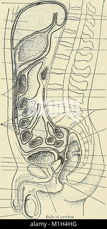 A text-book of clinical anatomy - for students and practitioners (1907) (14800329933) Stock Photo