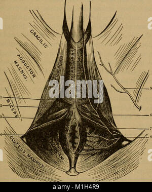 A treatise on practical anatomy- for students of anatomy and surgery (1891) (14768777321) Stock Photo