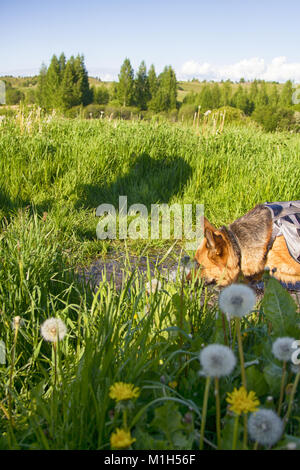 German shepherd on walk in wild, Training in field, trick dog, tracker dog, follow in somebodys footsteps, follow one's nose, dog's sense of smell Stock Photo