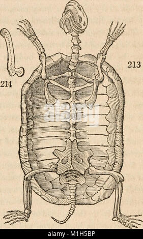 Animal and vegetable physiology, considered with reference to natural theology (1836) (14764435552) Stock Photo