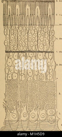 Anatomy, physiology and hygiene for high schools (1900) (14781202482) Stock Photo