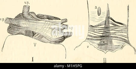 A manual of human physiology, including histology and microscopical anatomy, with special reference to the requirements of practical medicine (1885) (14594567420) Stock Photo