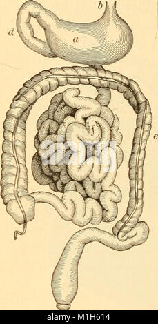 Anatomy, physiology and hygiene for high schools (1900) (14594950047) Stock Photo