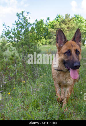 German shepherd on walk in wild, Training in field, trick dog, tracker dog, follow in somebodys footsteps, follow one's nose Stock Photo