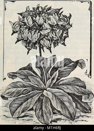 18th annual catalogue of the Germain Seed and Plant Co (1903) (14579345859) Stock Photo