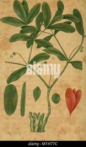 American medical botany, being a collection of the native medicinal plants of the United States, containing their botanical history and chemical analysis, and properties and uses in medicine, diet and (18130234306) Stock Photo