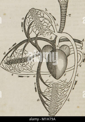 Anatomy and physiology - designed for academies and families (1847) (14781514582) Stock Photo